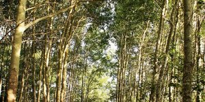 the lush Poplar fores